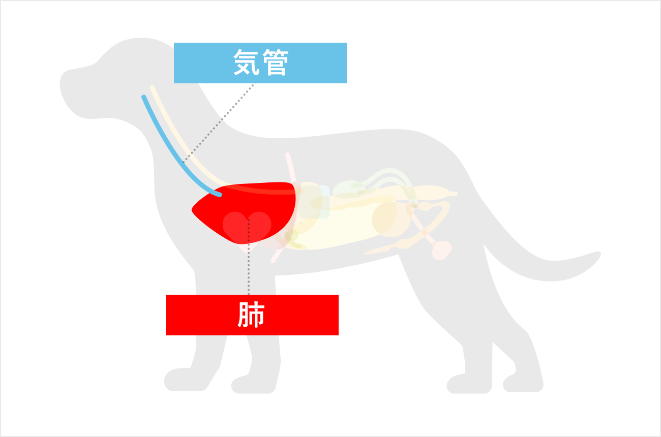 手術案内｜福島中央どうぶつクリニック｜福島市で犬・猫を専門に高度な 