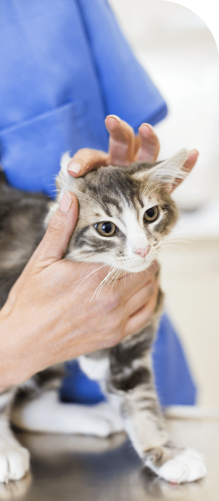 福島中央どうぶつクリニック｜福島市で犬・猫を専門に高度な検査・治療 